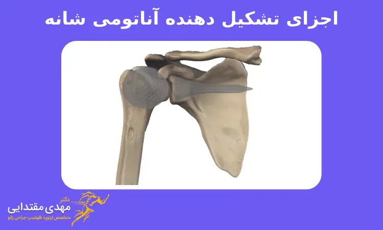 اجزای تشکیل دهنده آناتومی شانه